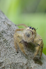 Hyllus is a genus of the spider family Salticidae