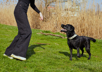 a happy woman plays in the park with her Labrador retriever dog