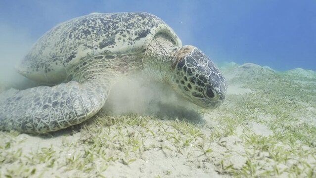 Large elderly Sea Turtle eats green algae on sebed. Slow motion, Close up of Great Green Sea Turtle (Chelonia mydas) feeding on Smooth ribbon seagrass (Cymodocea rotundata) on seagrass bed
