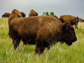 Bison roam around and on the road of Teddy Rooosevelt National Park Road
