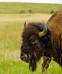 Bison roam around and on the road of Teddy Rooosevelt National Park Road