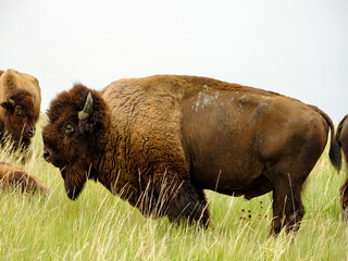 Bison roam around and on the road of Teddy Rooosevelt National Park Road