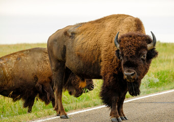 Bison roam around and on the road of Teddy Rooosevelt National Park Road