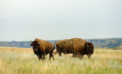 Bison roam around and on the road of Teddy Rooosevelt National Park Road