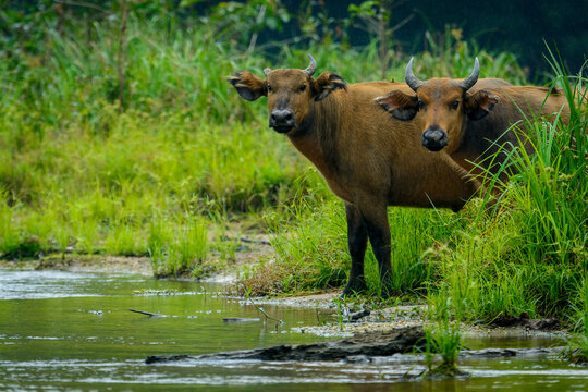 African forest buffalo (Syncerus caffer nanus) in Lango Bai. Odzala-Kokoua National Park. Cuvette-Ouest Region. Republic of the Congo