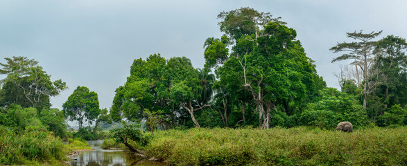 African forest elephant (Loxodonta cyclotis) and the Lekoli River. Odzala-Kokoua National Park....