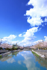 Naklejka premium 日本の春の風景 江戸川区新川千本桜