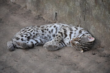 A wild cat taking a nap.