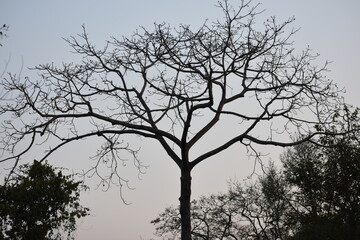 A dead tree with no leaves still standing.