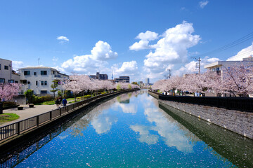 日本の春の風景　江戸川区新川千本桜