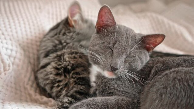 Two cats cuddling on white blanket at home. Cute domestic striped friendly cats. 2 sleepy kittens washing comfortably. Family couple feline resting together. Happy tabby beautiful pets in love hugging
