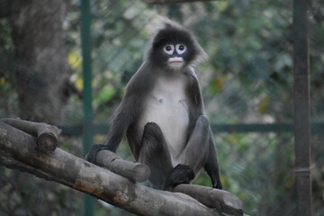 spectacled monkey or langur also known as dusky leaf monkey an endangered species found in Tripura, India.