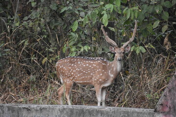 a male dear in jungle