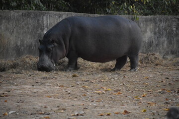 hippopotamus eating grass near a wall