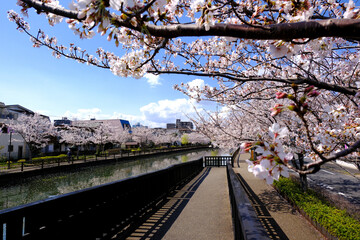 日本の春の風景　江戸川区新川千本桜