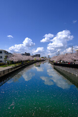 日本の春の風景　江戸川区新川千本桜