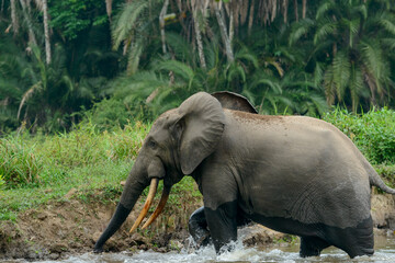 African forest elephant (Loxodonta cyclotis) and the Lekoli River. Odzala-Kokoua National Park. Cuvette-Ouest Region. Republic of the Congo