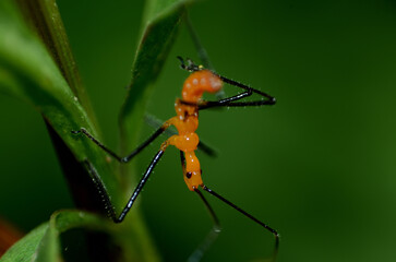 Assassin Bug Hunting