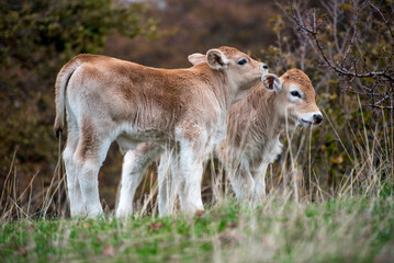 Vitellini a Canfaito - Marche
