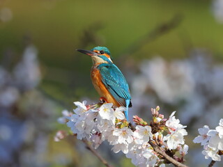 カワセミと桜