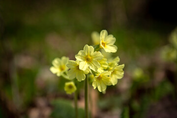 Obraz na płótnie Canvas A close-up of the yellow flowers of the primrose ascendant