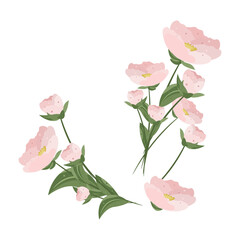 pink peonies flowers .vector plant illustration