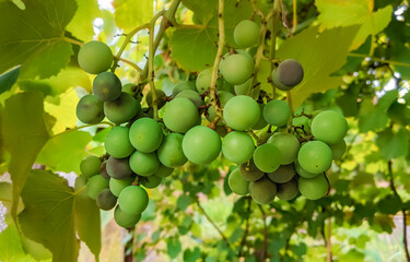 Green raw grapes on the branch. Kitchen garden home grown berries. yamanashi wine sort grapes 