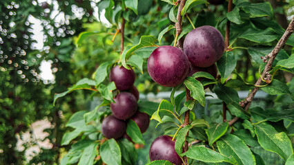Purple prunes harvest. Violet sweet berries on plum tree branch. selective focus.  Agriculture Haversting background
