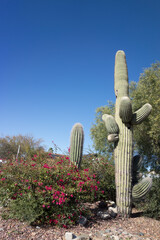 Southwestern natural landscape with Saguaro cacti and Bougainvillea, Phoenix, Arizona