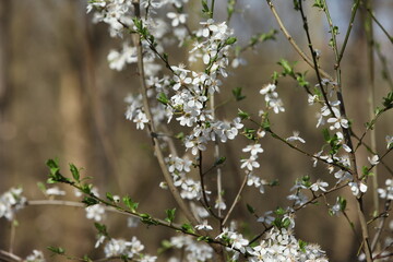 White plum blossoms on branches, green leaves, spring