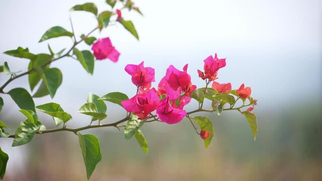 blooming bougainvillea