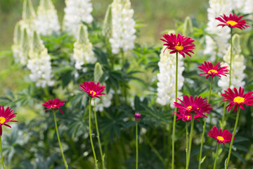 Beautiful meadow field with wild flowers. Spring or summer wildflowers closeup.