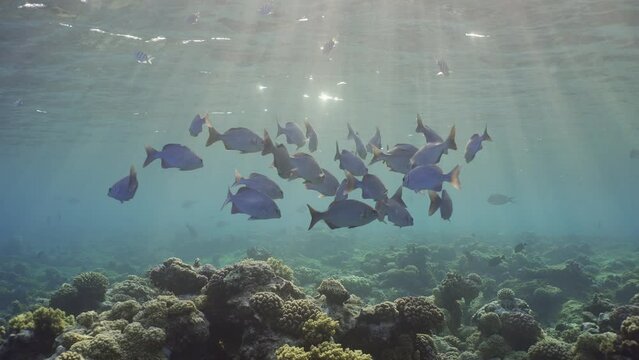 Slow motion, fish school underwater sun beams and sun shine calming and relaxing ocean scenery backgrounds. Shoal of juvenile Brassy Chub (Kyphosus vaigiensis) swims in sunbeams in the morning time