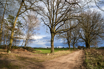 Rural landscape with a sandy road with trees on a rainy day in spring