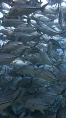 セブダイビング