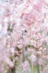 平安神宮の桜