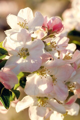 Sun shine through apple blossoms, view in close up
