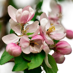 Fototapeta na wymiar Bouquet of pink apple blossoms, square photo