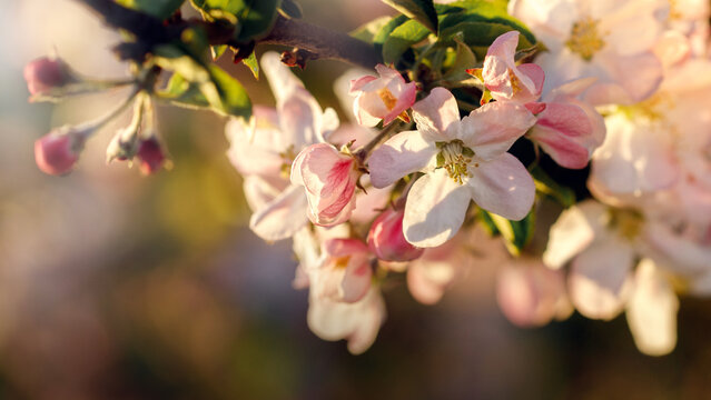 The picture of Apple blossoms, a spring theme, there is a free space for text