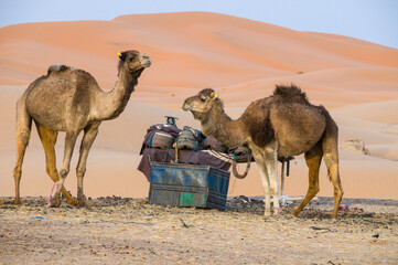Camellos en Erg Chebbi en el Sahara marroquí
