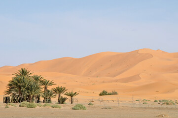Fototapeta na wymiar Oasis con palmeras y dunas en el desierto de Erg Chebbi en Marruecos