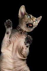 Closeup Playful Sphynx Cat Hunting Raising paws Isolated on Black Background
