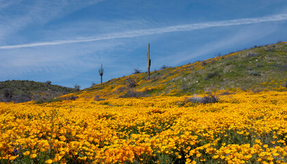 Fototapeta na wymiar Field Of Vibrant Colored Mexican Poppy Wildflower In Arizona