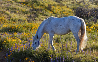 A White Wild Horse With Spring Wildflowers In Arizona