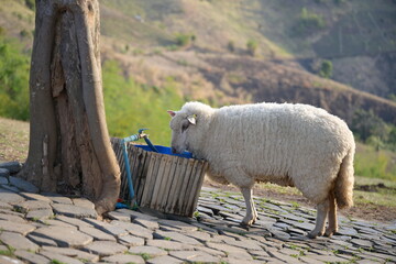 A large coridel sheep bends down to drink water from a plastic water tank surrounded by a bucket...