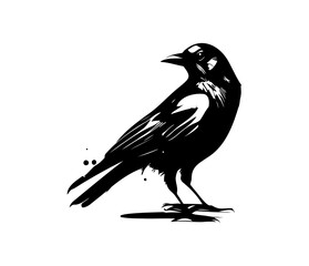 Black birds Raven, crow, rook or jackdaw. Vector illustration in retro style.