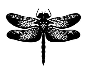 Dragonfly hand drawing vintage engraving illustration
