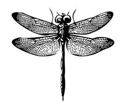 Dragonfly hand drawing vintage engraving illustration