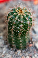 Cactus plants in the house garden. It is the genus name of Cactus and the species name of Ferocactus pilosus.