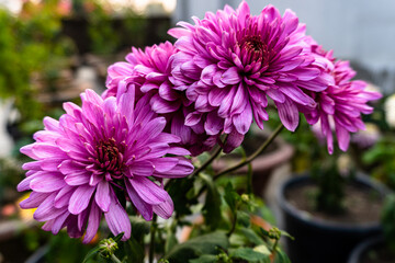 Beautiful Chrysanthemum flower blooming. Chrysanthemums blossom season. Pink chrysanthemum flower.
